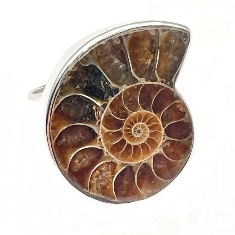 Ammonite Ring
