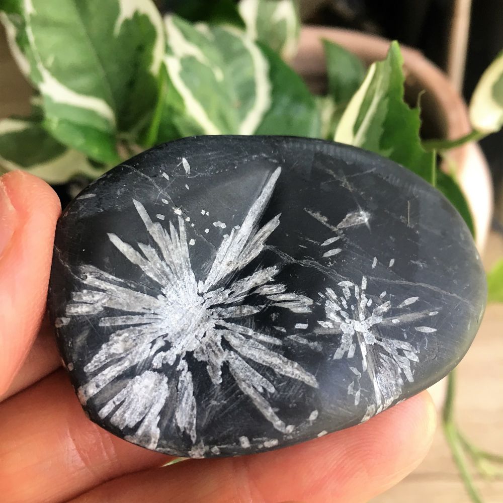 Chrysanthemum Stone - Buy Unique Crystals and Stones - Conscious Stones