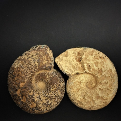 Ammonite Fossil Pair back