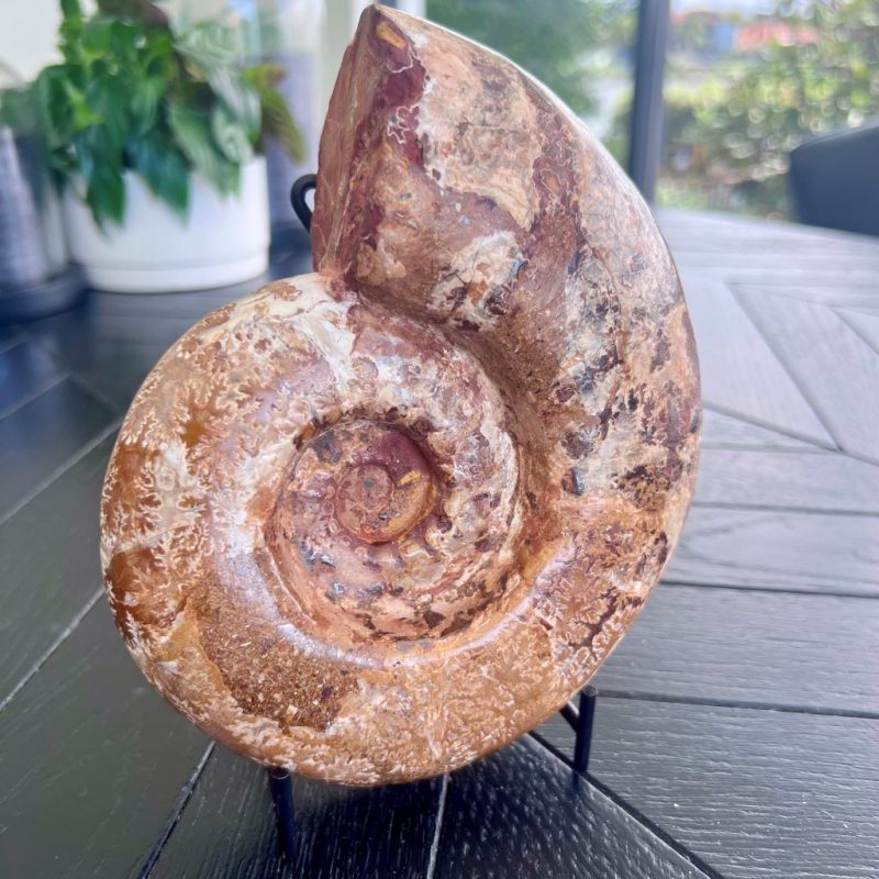 Ammonite Fossil