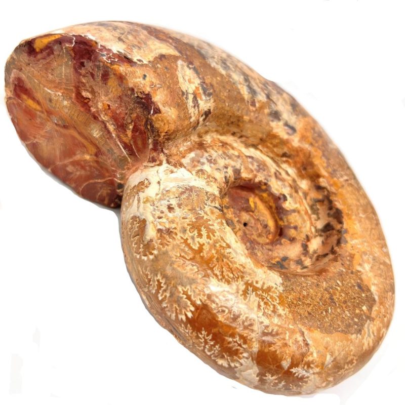Ammonite side view