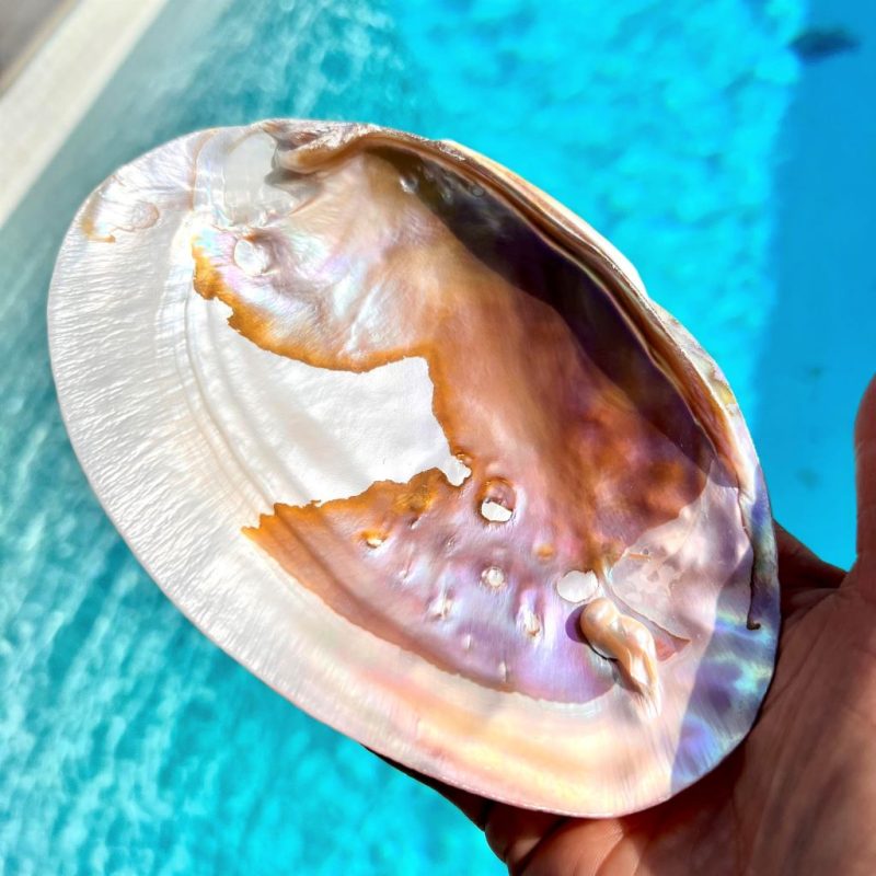 Freshwater Pearl Shells