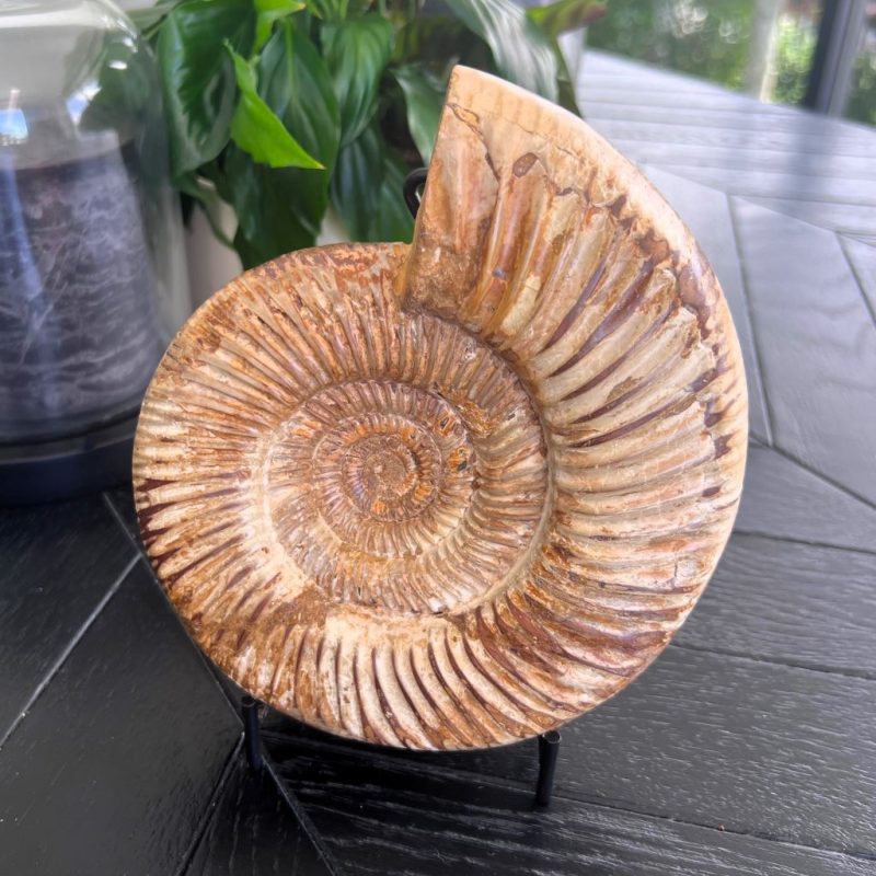 Ammonite Fossil