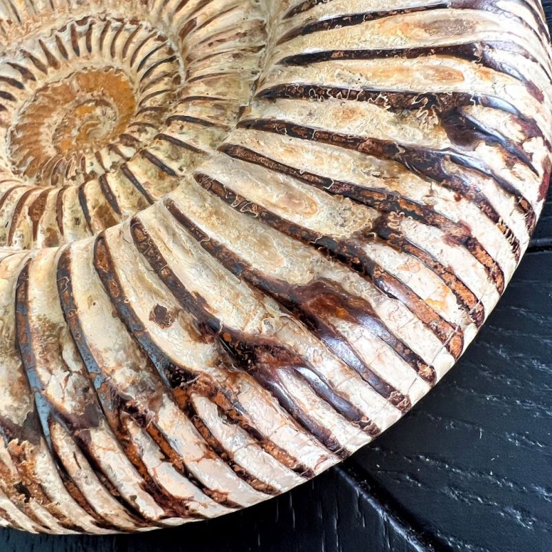 Ammonite side closeup