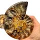 Ammonite Fossil Pair