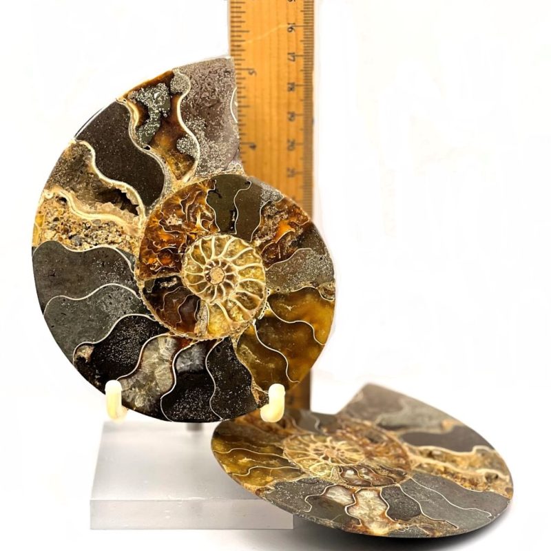 Ammonite Fossils