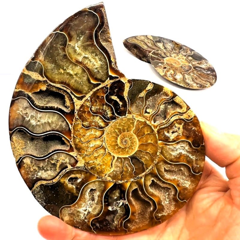 Ammonite Fossil Pair