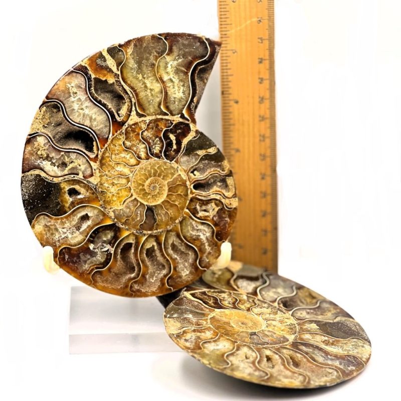 Ammonite Fossil Pair