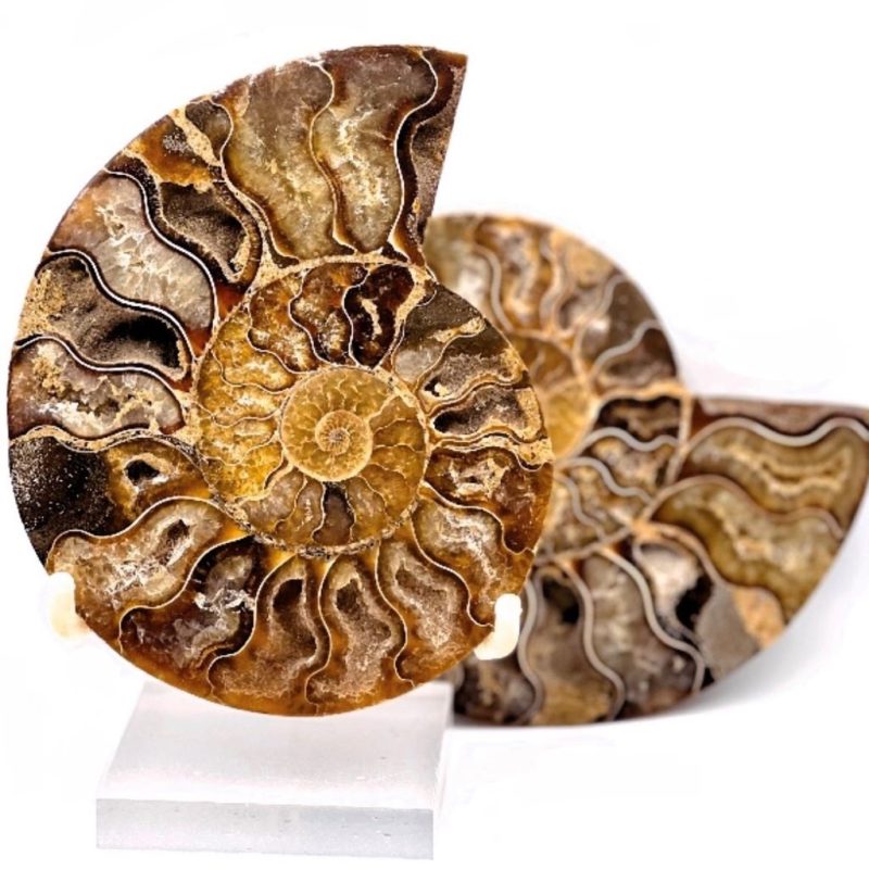 Ammonite Fossil Pair