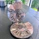 Ammonite Fossil