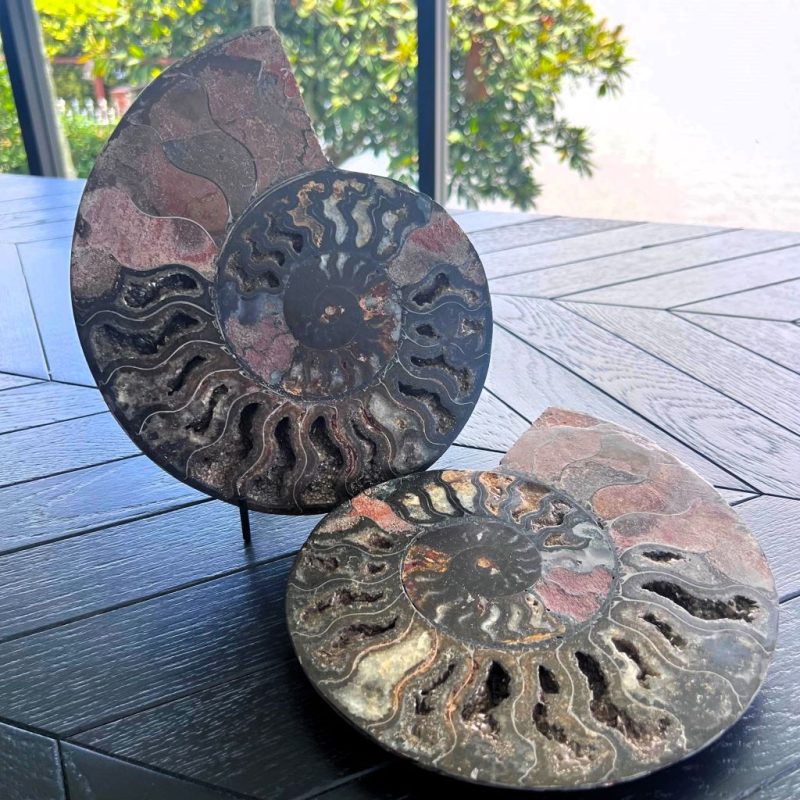 Ammonite Fossil