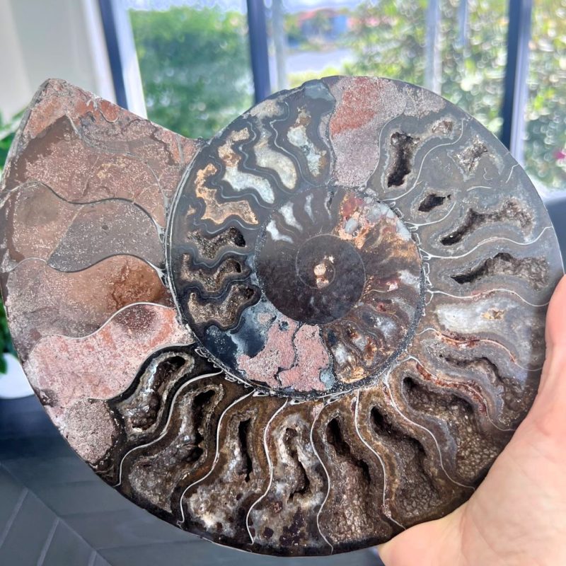 Ammonite Fossil