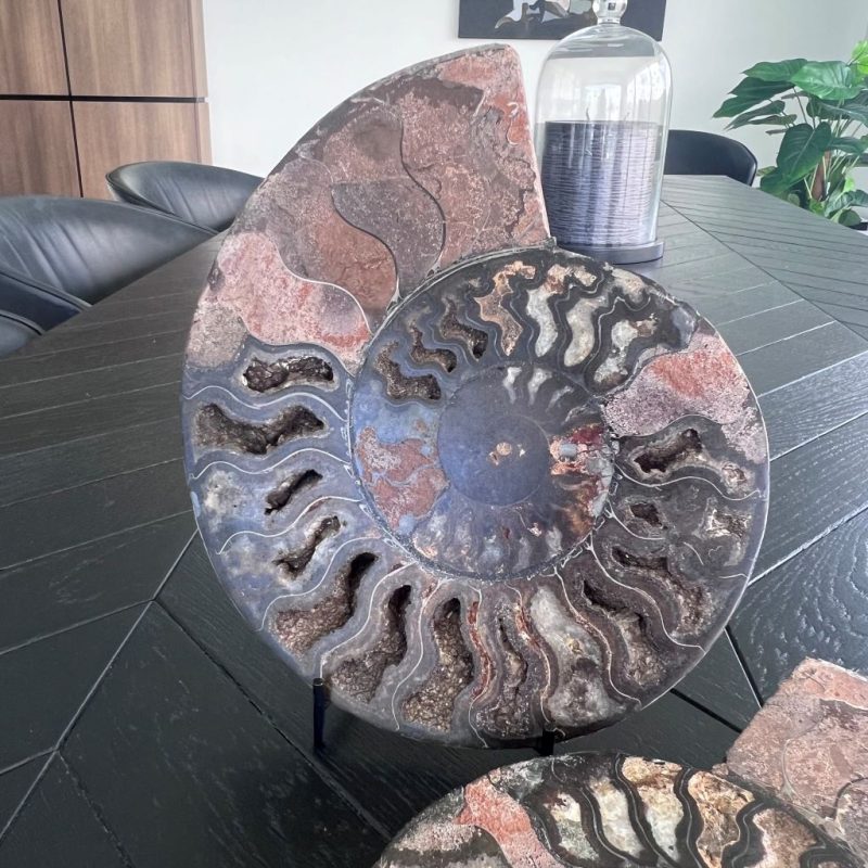 Ammonite Fossil